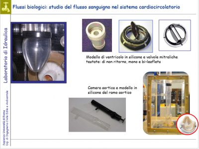Flussi biologici Flussi biologici