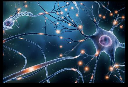 Laboratorio Neurofisiologia del comportamento Laboratorio Neurofisiologia del comportamento