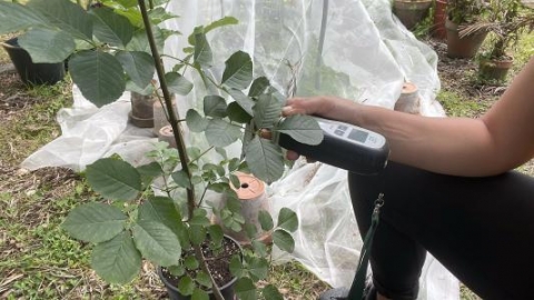 Fluorimetro per la misura della fluorescenza della clorofilla