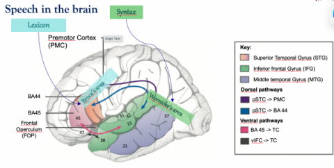 Speech in the brain