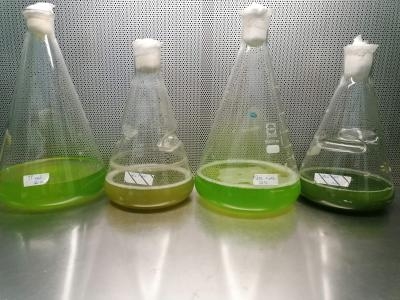 colture di microalghe in ambiente sterile