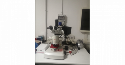 Stereoscopio a fluorescenza