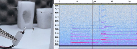 Analisi bioacustiche e comportamentali: micro-microfoni e software specifici Analisi bioacustiche e comportamentali: micro-microfoni e software specifici
