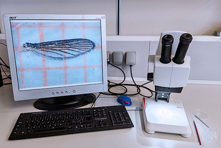 Analisi morfometriche e fenotipiche: stereomicroscopio con fotocamera e software specifici Analisi morfometriche e fenotipiche: stereomicroscopio con fotocamera e software specifici