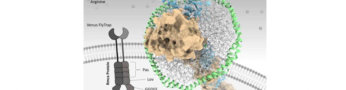 Model of RmcA embedded within nanodisc