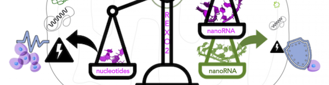 nanoRNAse controls nucleotides homestasis and cell proliferation